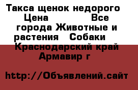 Такса щенок недорого › Цена ­ 15 000 - Все города Животные и растения » Собаки   . Краснодарский край,Армавир г.